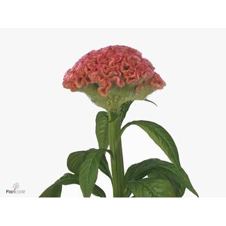 Freshy Celosia C Pink Delight