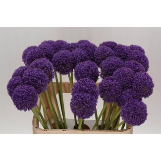 Freshy Allium Giganteum