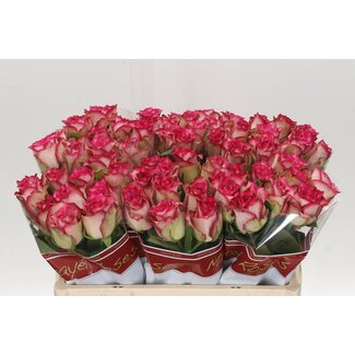 Freshy Rosa E-vent