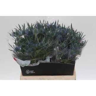 Freshy Eryngium Mag Blue Lagoon