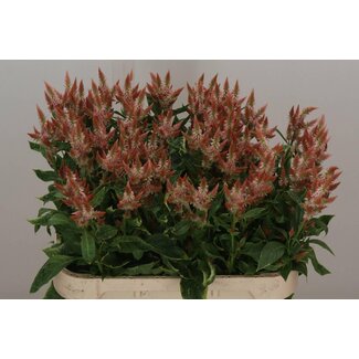 Freshy Celosia Celway Orange