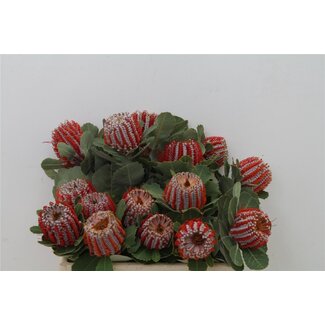 Freshy Banksia Coccinea