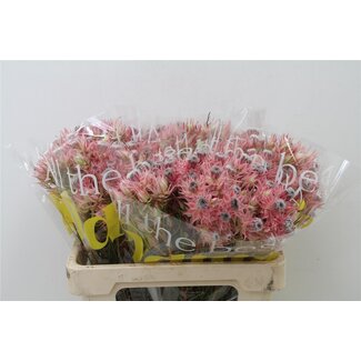 Freshy Serruria Ay Shooting Star