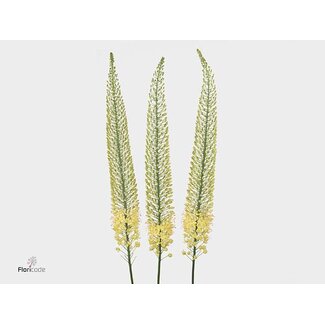 Freshy Eremurus Sh Geel Sun