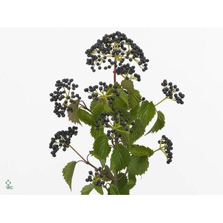 Freshy Viburnum D Magical Blue