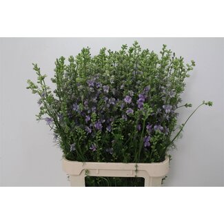 Freshy Consolida R Q Violet Lilac