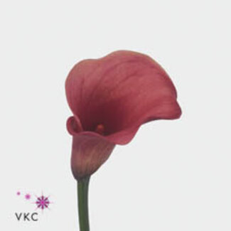 Freshy Zantedeschia Capt Romance