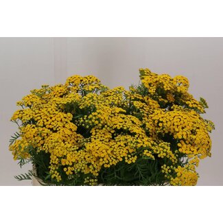 Freshy Tanacetum Vu Lemonade