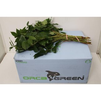 Freshy Salal Groot (p. bos)