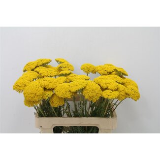 Freshy Achillea F Park Variety Bio