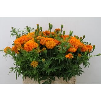 Freshy Tagetes Bio