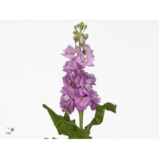 Freshy Violier Wave Hot Pink Ecu