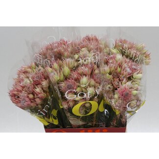 Freshy Serruria Sugar N Spiraea
