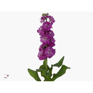 Freshy Violier Wave Soft Pink Ecu