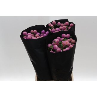 Freshy Gomphrena Gl Ros