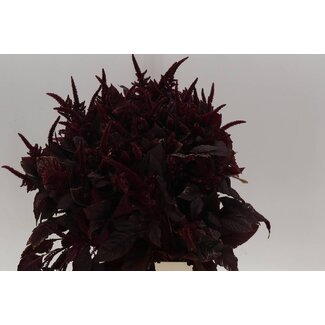 Freshy Amaranthus Cr Velvet