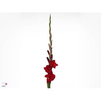 Freshy Gladiolus groot Oscar