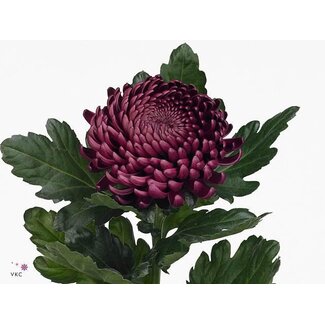 Freshy Chrysant deco Bigoudi Purple