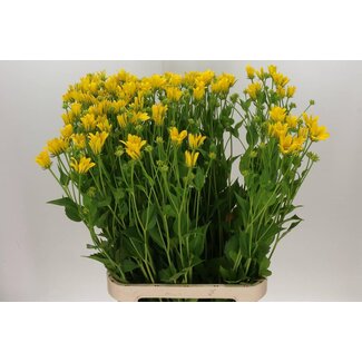 Freshy Rudbeckia Nitida
