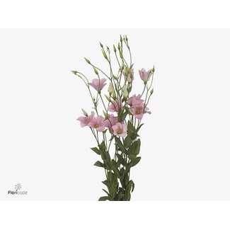 Freshy Eustoma Enkelbloemig Botanic Pink