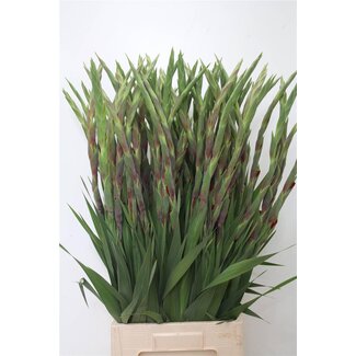 Freshy Gladiolus groot Red Balance