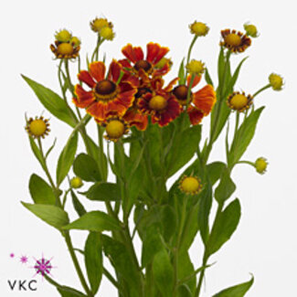 Freshy Helenium Red King