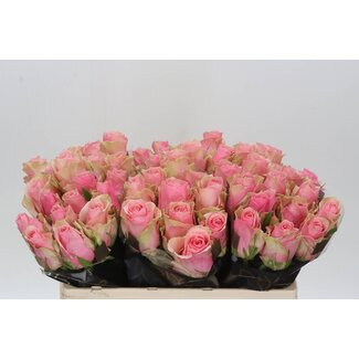Freshy Rosa Tango