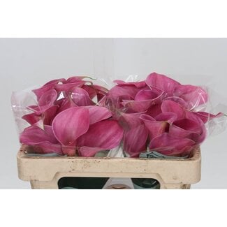 Freshy Zantedeschia Calluna Extase