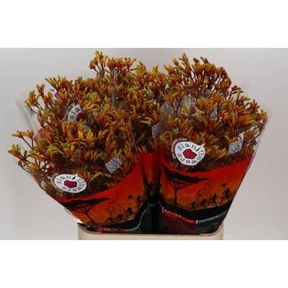 Freshy Anigozanthos Gold Fever