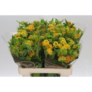 Freshy Asclepias T Hello Geel