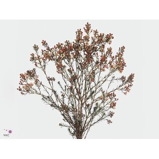 Freshy Chamelaucium Revelation