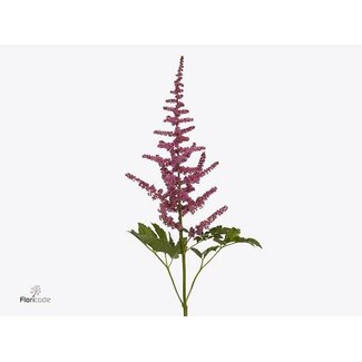 Freshy Astilbe C Loud N Proud