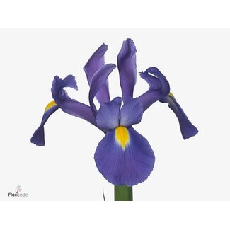 Freshy Iris Valentine x20