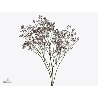 Freshy Limonium Piuma Pink Touch