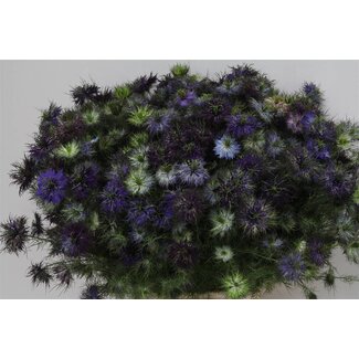 Freshy Nigella D Artist Blue (p. bos)