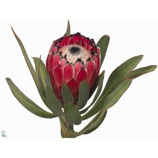 Freshy Protea Red Beauty