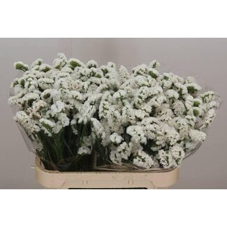 Freshy Limonium S Harmony Wings