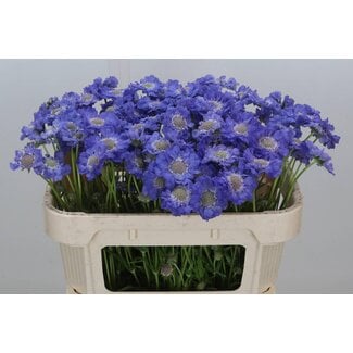 Freshy Scabiosa C Staefa