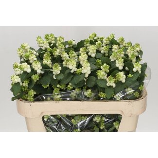 Freshy Symphoricarpos Mag Avalanche