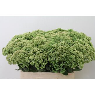 Freshy Sedum Spectabile St