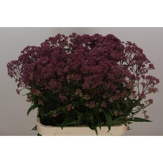 Freshy Eupatorium Purpureum