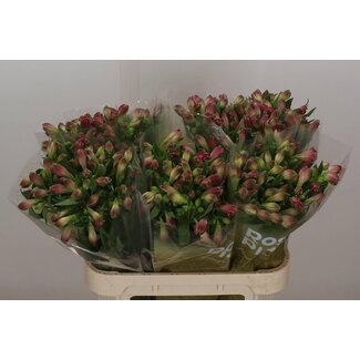 Freshy Alstroemeria Hot Sundae Import
