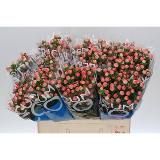 Freshy Hypericum Coco Tiamo