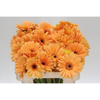 Freshy Gerbera * Jet Set x40