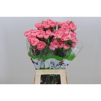 Freshy Anjer Funza Lang Pink Verona