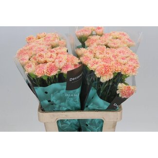 Freshy Anjer Hollands Activa