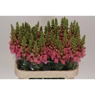 Freshy Antirrhinum Opus Pink L75
