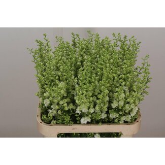Freshy Consolida R Q White