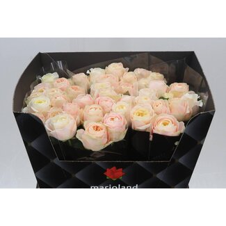 Freshy Rosa Priscilla
