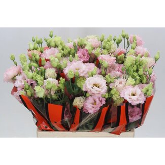 Freshy Eustoma Gevuld Celeb Queen